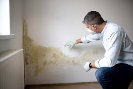 Best Environmental Consulting for Mold Prevention  in Chandler, AZ